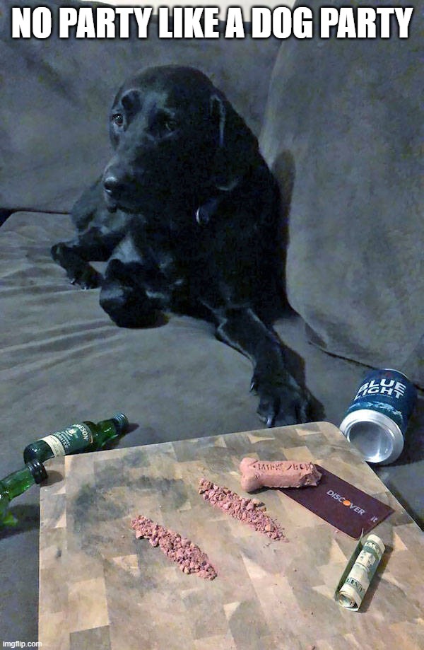 NO PARTY LIKE A DOG PARTY | image tagged in dogs | made w/ Imgflip meme maker