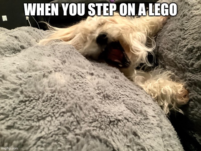 WHEN YOU STEP ON A LEGO | image tagged in ollie,dog,lego,agony,scream | made w/ Imgflip meme maker