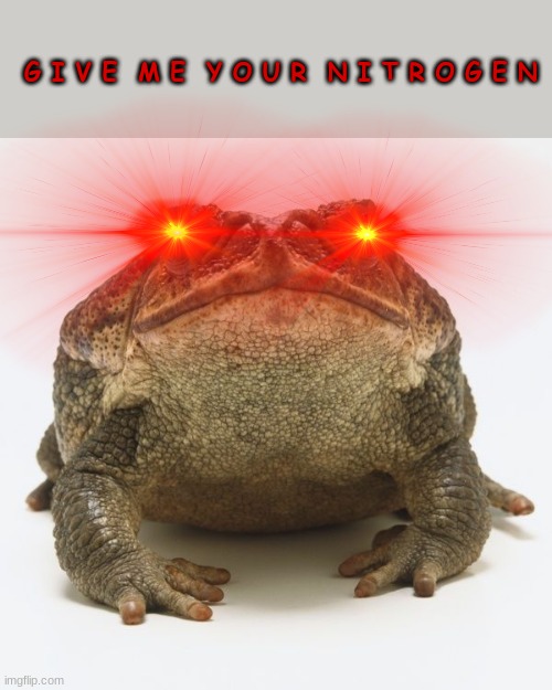 N O W | G I V E  M E  Y O U R  N I T R O G E N | image tagged in meme,funy,toad,funny | made w/ Imgflip meme maker