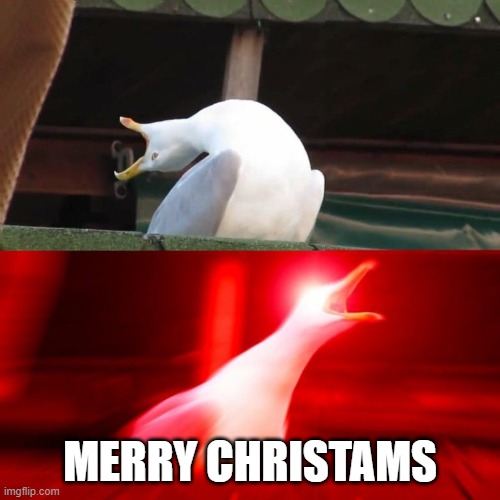BOY seagull | MERRY CHRISTAMS | image tagged in boy seagull | made w/ Imgflip meme maker