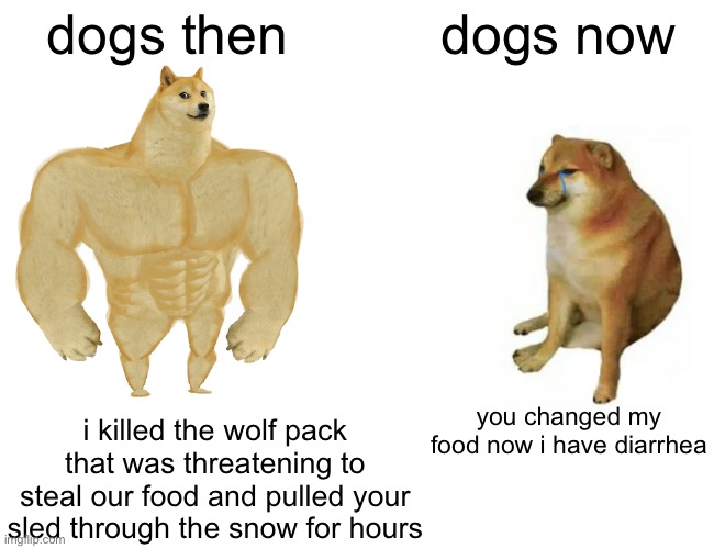 my fifth meme here | dogs then; dogs now; you changed my food now i have diarrhea; i killed the wolf pack that was threatening to steal our food and pulled your sled through the snow for hours | image tagged in memes,buff doge vs cheems,funny,funny memes,barney will eat all of your delectable biscuits,dogs | made w/ Imgflip meme maker