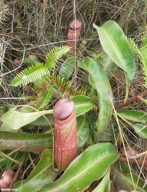 hello chat (those are pitcher plants I think) | made w/ Imgflip meme maker