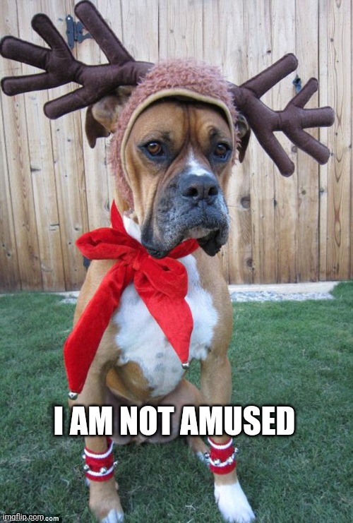 Christmas | I AM NOT AMUSED | image tagged in christmas memes,i am not amused,dog memes,dogs,funny memes,pets | made w/ Imgflip meme maker