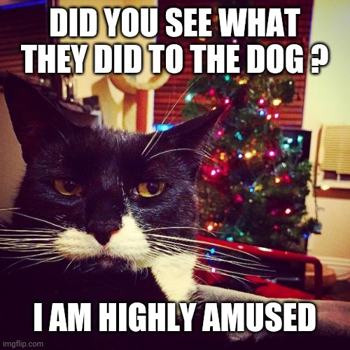 Christmas |  DID YOU SEE WHAT THEY DID TO THE DOG ? I AM HIGHLY AMUSED | image tagged in christmas memes,cat memes,dog memes,pets,funny memes,amused | made w/ Imgflip meme maker