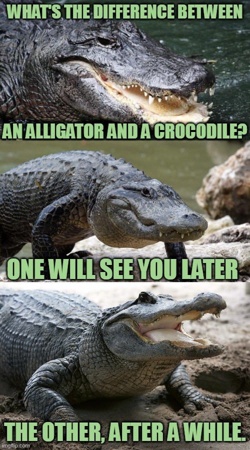 Bad Pun Alligator |  WHAT'S THE DIFFERENCE BETWEEN; AN ALLIGATOR AND A CROCODILE? ONE WILL SEE YOU LATER; THE OTHER, AFTER A WHILE. | image tagged in bad pun alligator,alligator,crocodile,memes,funny,bad pun | made w/ Imgflip meme maker
