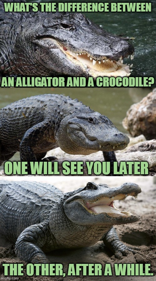 Bad Pun Alligator | WHAT'S THE DIFFERENCE BETWEEN; AN ALLIGATOR AND A CROCODILE? ONE WILL SEE YOU LATER; THE OTHER, AFTER A WHILE. | image tagged in bad pun alligator,alligator,crocodile,memes,funny,bad pun | made w/ Imgflip meme maker