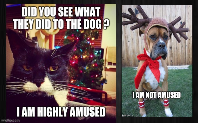 Christmas Meme | image tagged in christmas memes,cat christmas memes,dog christmas memes,funny memes,cat memes,dog memes | made w/ Imgflip meme maker