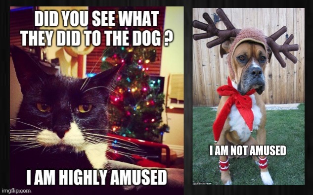 Christmas Meme | image tagged in christmas memes,dog memes,cat memes,funny pet memes,cat vs dog memes,funny memes | made w/ Imgflip meme maker