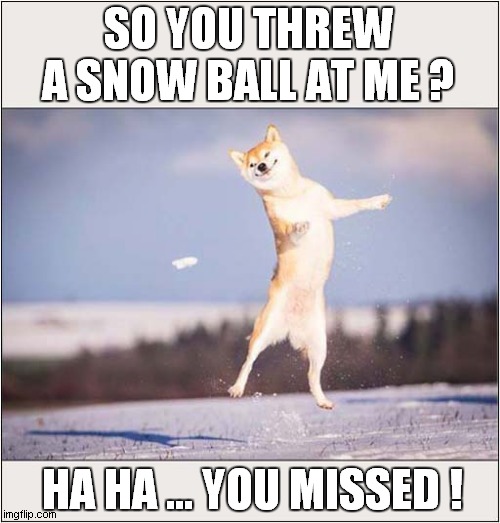 Snowy Fun Time ! | SO YOU THREW A SNOW BALL AT ME ? HA HA ... YOU MISSED ! | image tagged in dogs,snow,snowball,fun | made w/ Imgflip meme maker