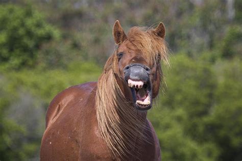 HORSE YAWN RESPECTING OMICRON Blank Meme Template