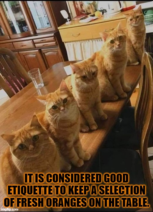 fresh oranges | IT IS CONSIDERED GOOD ETIQUETTE TO KEEP A SELECTION OF FRESH ORANGES ON THE TABLE. | image tagged in cats | made w/ Imgflip meme maker