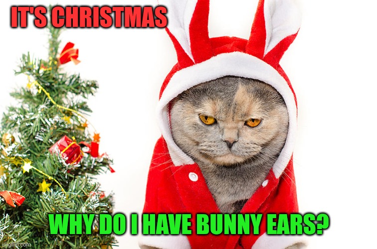 CHRISTMAS BUNNY? | IT'S CHRISTMAS; WHY DO I HAVE BUNNY EARS? | image tagged in cats,funny cats,merry christmas | made w/ Imgflip meme maker