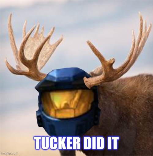 Camoose | TUCKER DID IT | image tagged in camoose | made w/ Imgflip meme maker