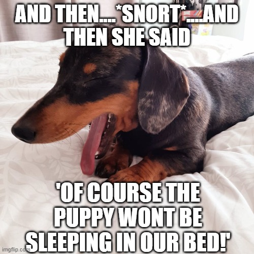 Laughing dog | AND THEN....*SNORT*....AND THEN SHE SAID; 'OF COURSE THE PUPPY WONT BE SLEEPING IN OUR BED!' | image tagged in laughing,dog | made w/ Imgflip meme maker