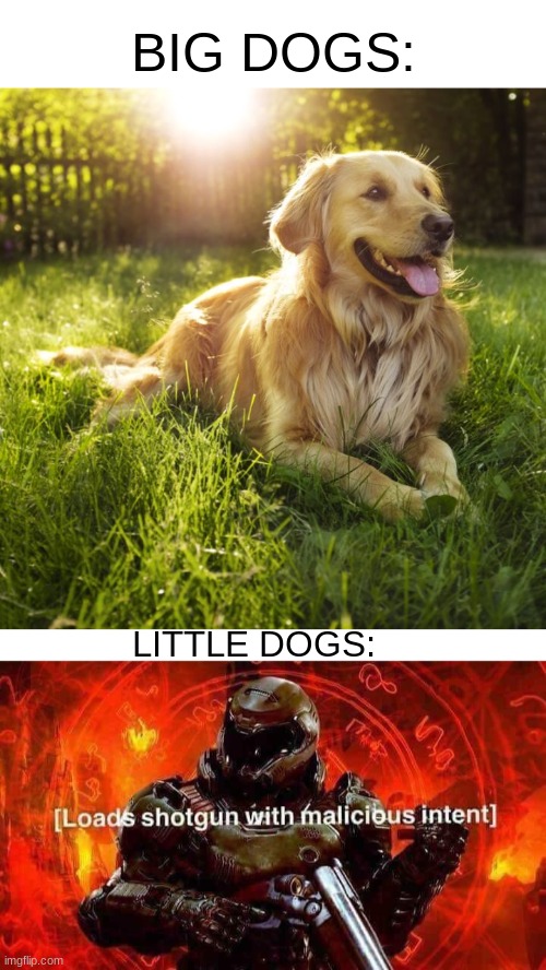 Dogs be like | BIG DOGS:; LITTLE DOGS: | image tagged in loads shotgun with malicious intent,dogs,funny,memes,so true memes | made w/ Imgflip meme maker