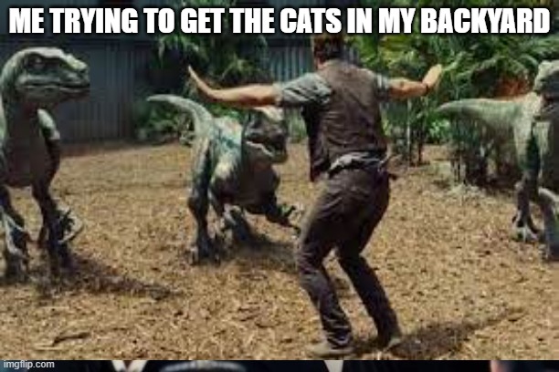 you get it | ME TRYING TO GET THE CATS IN MY BACKYARD | image tagged in true | made w/ Imgflip meme maker