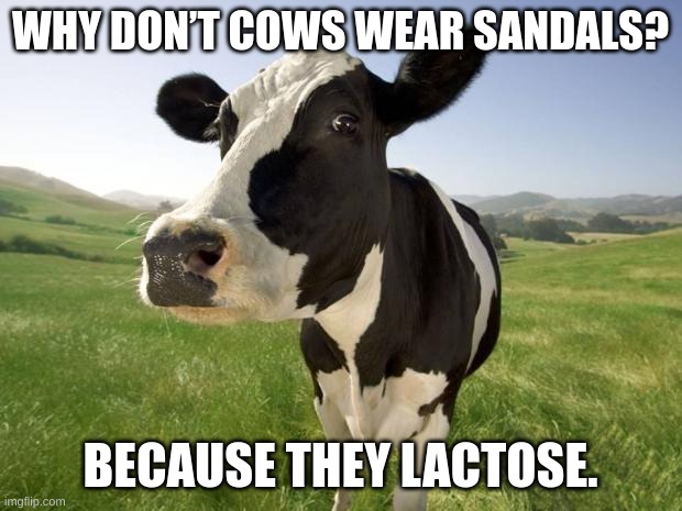 cow | WHY DON’T COWS WEAR SANDALS? BECAUSE THEY LACTOSE. | image tagged in cow | made w/ Imgflip meme maker