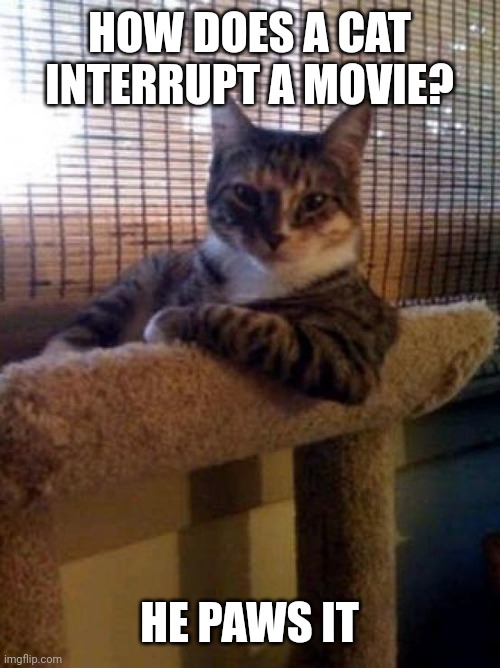 The Most Interesting Cat In The World |  HOW DOES A CAT INTERRUPT A MOVIE? HE PAWS IT | image tagged in memes,the most interesting cat in the world | made w/ Imgflip meme maker