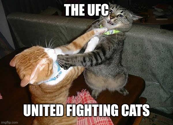 Two cats fighting for real |  THE UFC; UNITED FIGHTING CATS | image tagged in two cats fighting for real | made w/ Imgflip meme maker