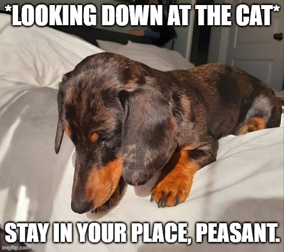 Stay in your place, peasant | *LOOKING DOWN AT THE CAT*; STAY IN YOUR PLACE, PEASANT. | image tagged in dog | made w/ Imgflip meme maker