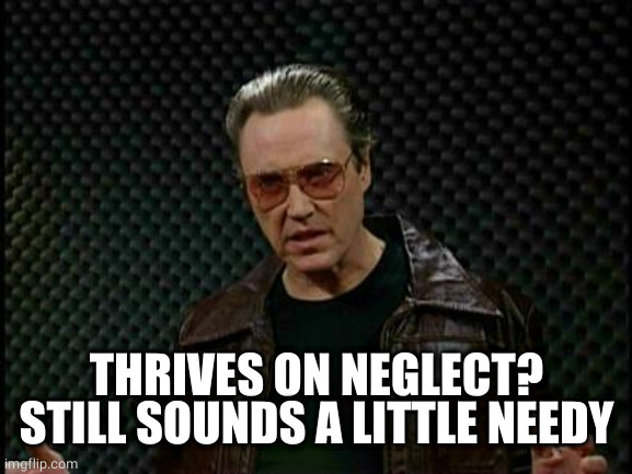 Needs More Cowbell | THRIVES ON NEGLECT?
STILL SOUNDS A LITTLE NEEDY | image tagged in needs more cowbell | made w/ Imgflip meme maker