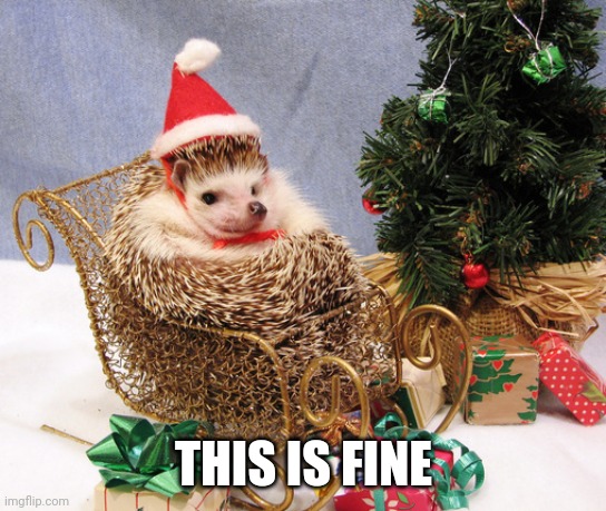 HEDGEHOG LIKES HIS SLEIGH |  THIS IS FINE | image tagged in hedgehog,aww,christmas | made w/ Imgflip meme maker