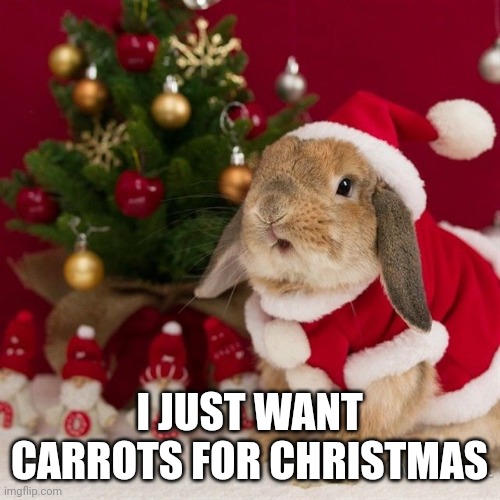 CARROTS FOR CHRISTMAS |  I JUST WANT CARROTS FOR CHRISTMAS | image tagged in bunny,rabbit,christmas | made w/ Imgflip meme maker