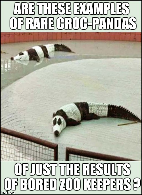 I Want To Visit This Zoo ! | ARE THESE EXAMPLES
 OF RARE CROC-PANDAS; OF JUST THE RESULTS OF BORED ZOO KEEPERS ? | image tagged in zoo,crocodile,fake | made w/ Imgflip meme maker