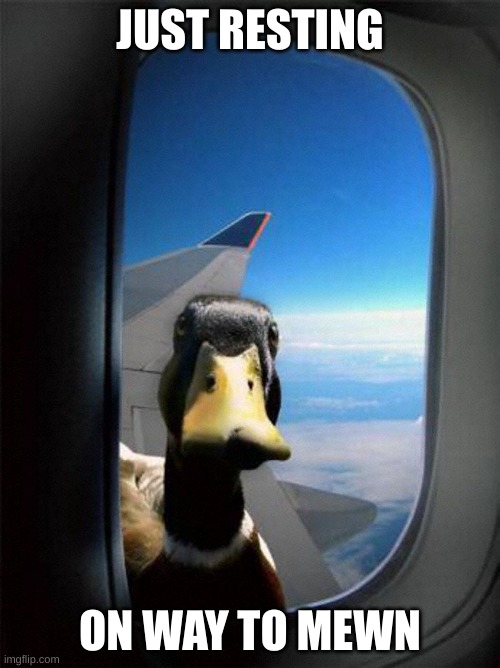 Airplane Duck | JUST RESTING; ON WAY TO MEWN | image tagged in airplane duck | made w/ Imgflip meme maker