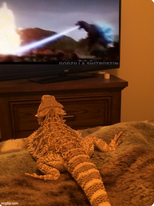 Watch with roasted mealworms | image tagged in lizard,cute,reptile,godzilla | made w/ Imgflip meme maker