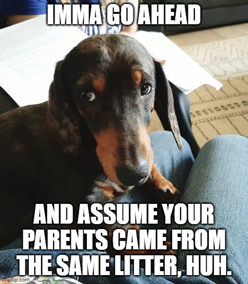 Imma go ahead | IMMA GO AHEAD; AND ASSUME YOUR PARENTS CAME FROM THE SAME LITTER, HUH. | image tagged in dogs,funny dogs | made w/ Imgflip meme maker