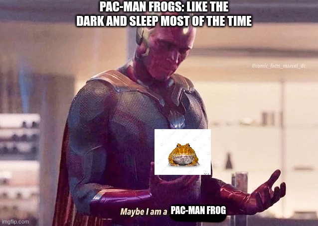 My spirit animal is a pac-man frog | PAC-MAN FROGS: LIKE THE DARK AND SLEEP MOST OF THE TIME; PAC-MAN FROG | image tagged in maybe i am a monster blank | made w/ Imgflip meme maker