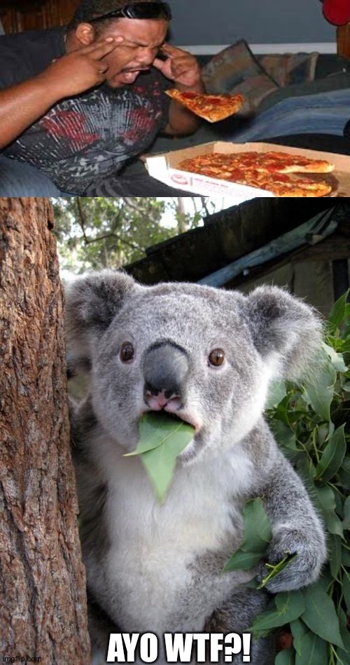 L E V I T A T E | AYO WTF?! | image tagged in memes,surprised koala | made w/ Imgflip meme maker