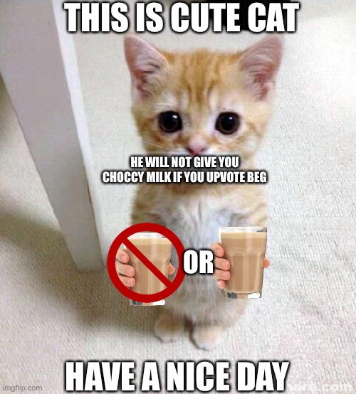 Cute Cat | THIS IS CUTE CAT; HE WILL NOT GIVE YOU CHOCCY MILK IF YOU UPVOTE BEG; OR; HAVE A NICE DAY | image tagged in memes,cute cat,choccy milk | made w/ Imgflip meme maker