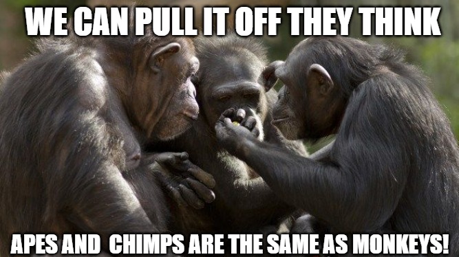 johnny boy | WE CAN PULL IT OFF THEY THINK; APES AND  CHIMPS ARE THE SAME AS MONKEYS! | image tagged in three chimps | made w/ Imgflip meme maker