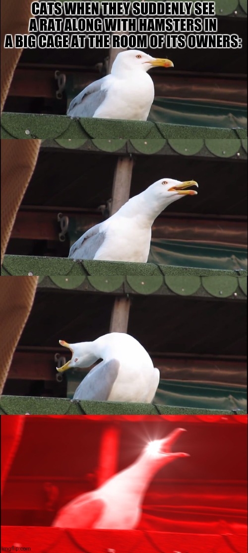 Inhaling Seagull | CATS WHEN THEY SUDDENLY SEE A RAT ALONG WITH HAMSTERS IN A BIG CAGE AT THE ROOM OF ITS OWNERS: | image tagged in memes,kitty,rats | made w/ Imgflip meme maker