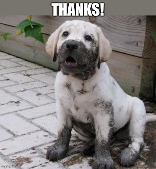 Muddy puppy | THANKS! | image tagged in muddy puppy | made w/ Imgflip meme maker