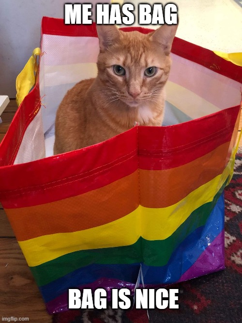 New house acquired. | ME HAS BAG; BAG IS NICE | image tagged in lgbtq,cats,memes,cute,funny | made w/ Imgflip meme maker