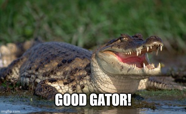 Alligator | GOOD GATOR! | image tagged in alligator | made w/ Imgflip meme maker