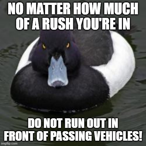 Angry Advice Mallard | NO MATTER HOW MUCH OF A RUSH YOU'RE IN; DO NOT RUN OUT IN FRONT OF PASSING VEHICLES! | image tagged in angry advice mallard | made w/ Imgflip meme maker