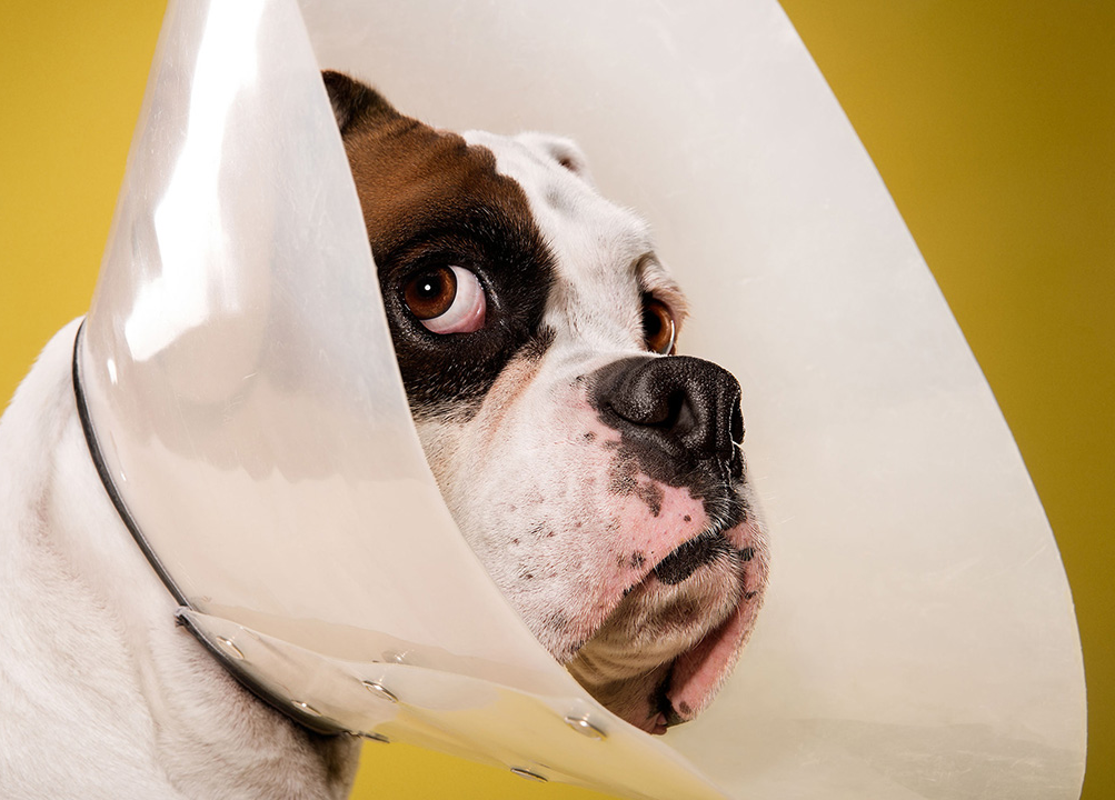 High Quality Cone of Shame - funny, humor dog Blank Meme Template