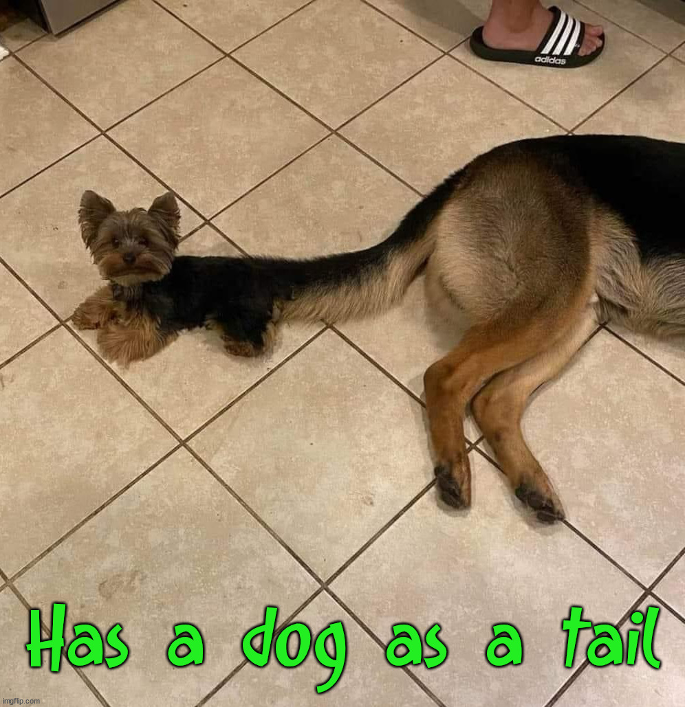 A mini me on her tail | Has a dog as a tail | image tagged in cursed image | made w/ Imgflip meme maker