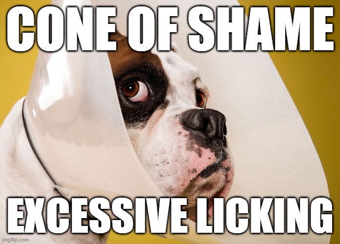 Cone of shame - Excessive Licking | CONE OF SHAME; EXCESSIVE LICKING | image tagged in cone of shame,dog,funny,humor,licking,punishment | made w/ Imgflip meme maker