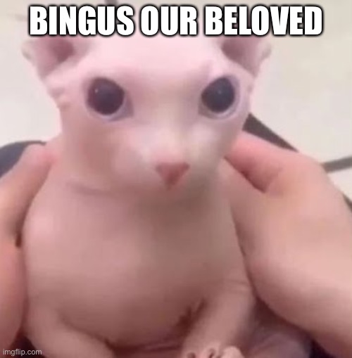 Bingus | BINGUS OUR BELOVED | image tagged in bingus | made w/ Imgflip meme maker