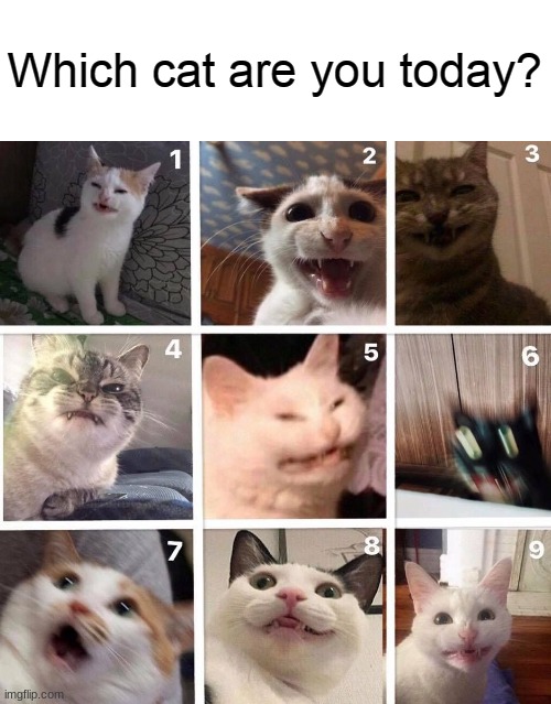 Which cat are you today | image tagged in which cat are you today | made w/ Imgflip meme maker