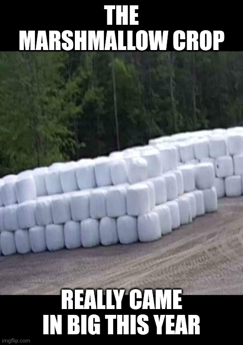 They're HUGE!!! |  THE MARSHMALLOW CROP; REALLY CAME IN BIG THIS YEAR | image tagged in memes,funny memes,marshmallow | made w/ Imgflip meme maker