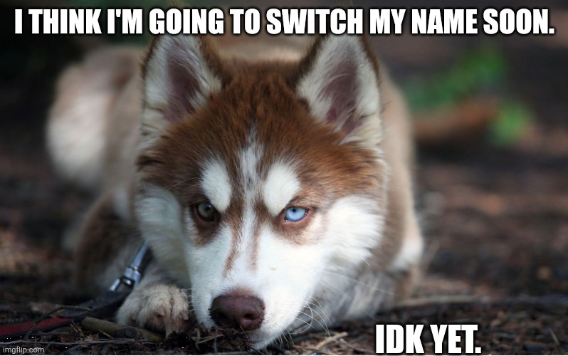 Kinda want something new I guess. | I THINK I'M GOING TO SWITCH MY NAME SOON. IDK YET. | image tagged in maple_husky,furry,furries,usernames | made w/ Imgflip meme maker