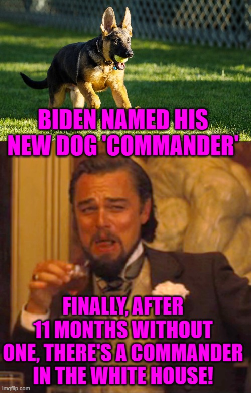 They just fired and replaced Major, perhaps that's a test run for firing Joe? | BIDEN NAMED HIS NEW DOG 'COMMANDER'; FINALLY, AFTER 11 MONTHS WITHOUT ONE, THERE'S A COMMANDER IN THE WHITE HOUSE! | image tagged in memes,laughing leo,biden,inept,fired | made w/ Imgflip meme maker