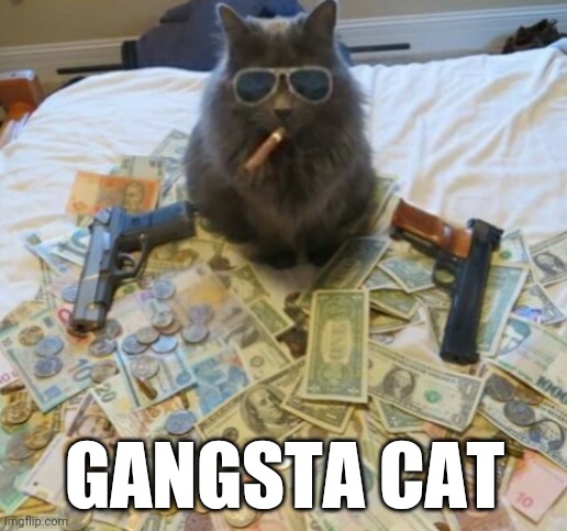 Gangsta cat | GANGSTA CAT | image tagged in funny meme,cat,gangsta,lol so funny,fun,funny | made w/ Imgflip meme maker