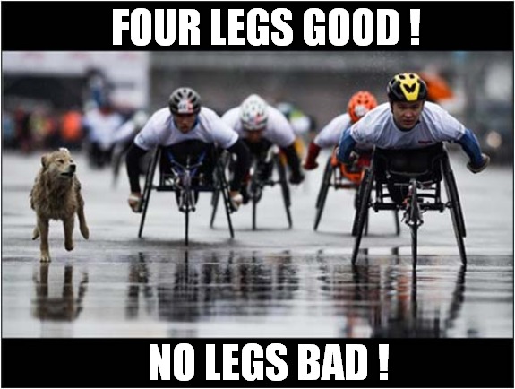 Dog Likes 'Animal Farm' ! | FOUR LEGS GOOD ! NO LEGS BAD ! | image tagged in dogs,wheelchair,animal farm,dark humour | made w/ Imgflip meme maker